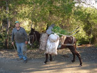 Traditional Transportation